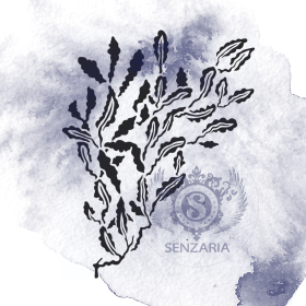 Трафарет - Филлофора